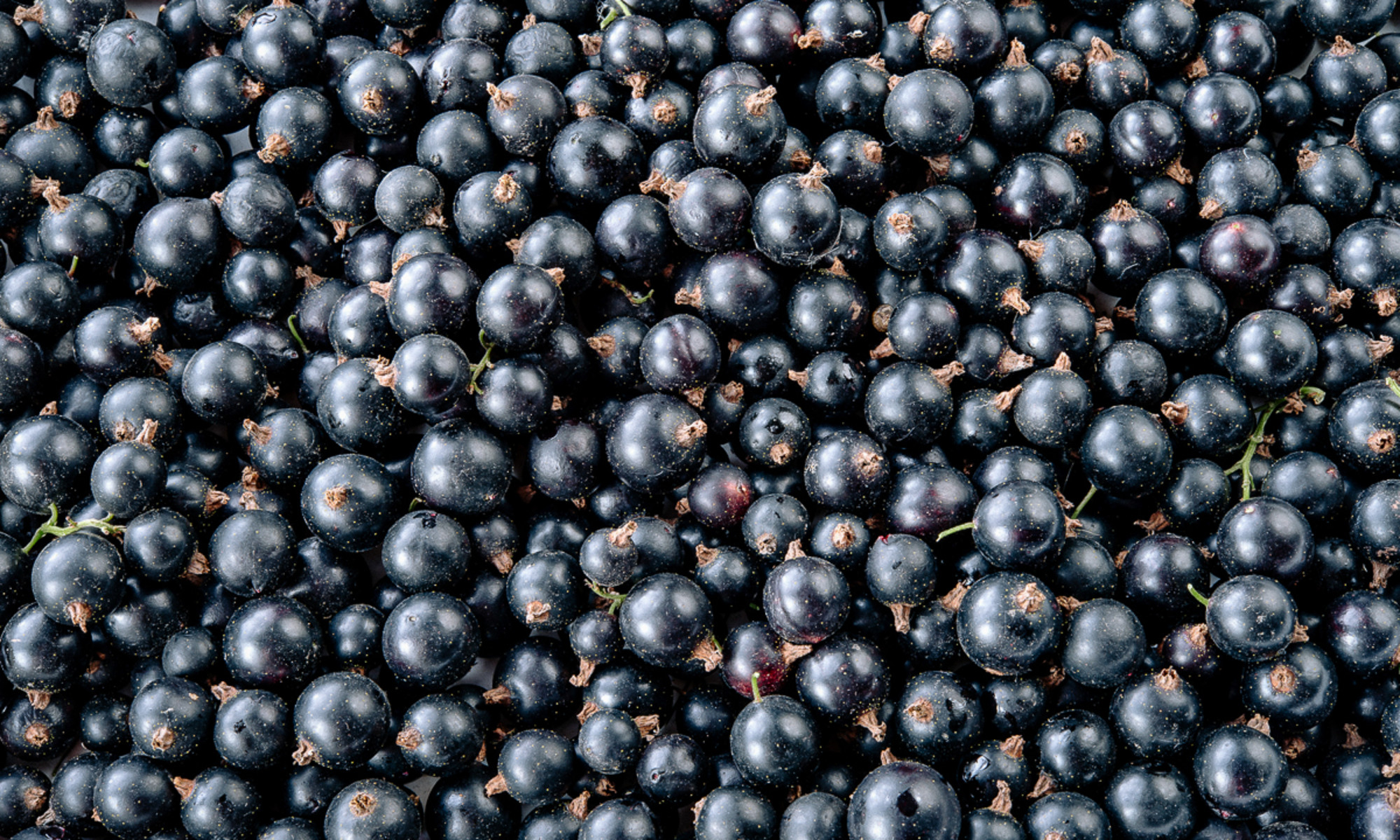 Blackcurrants May Support Healthy Blood Sugar Balance, Study Says