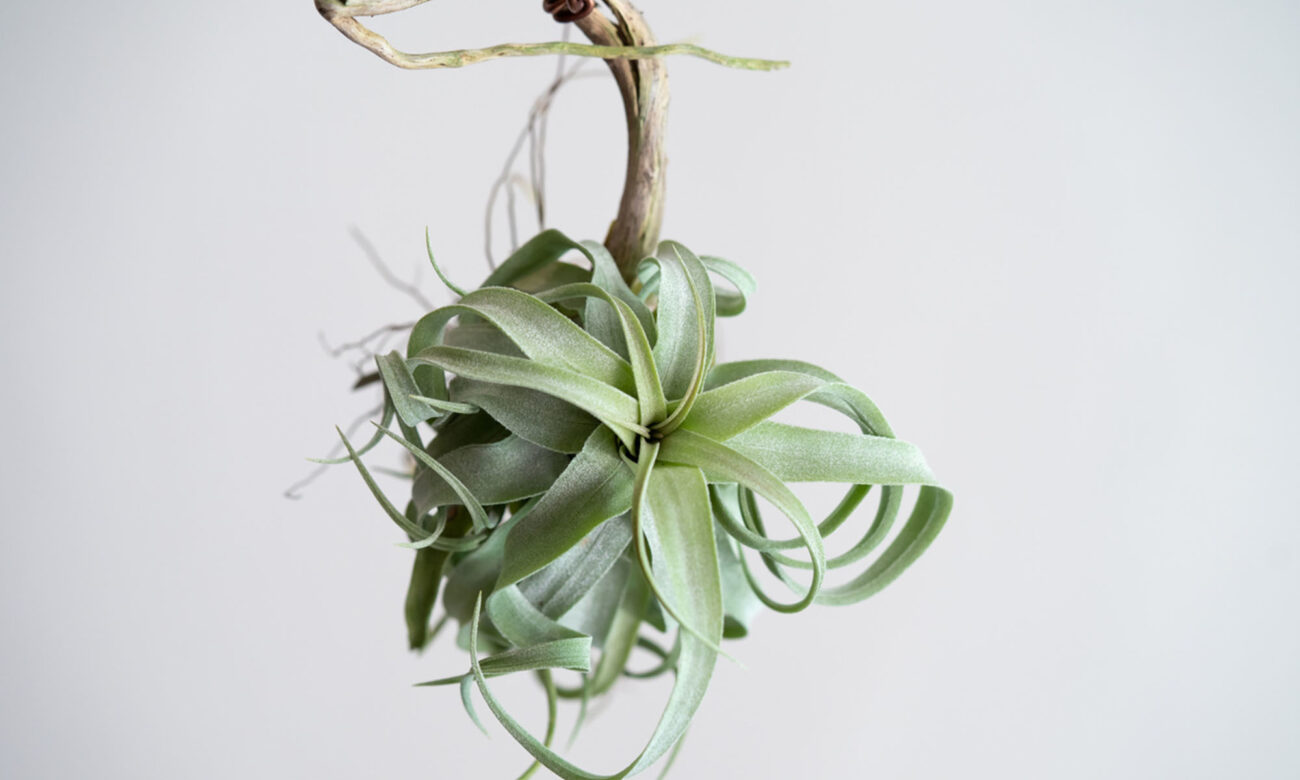Caring For An Air Plant At Home (Hint: It's Super Simple)
