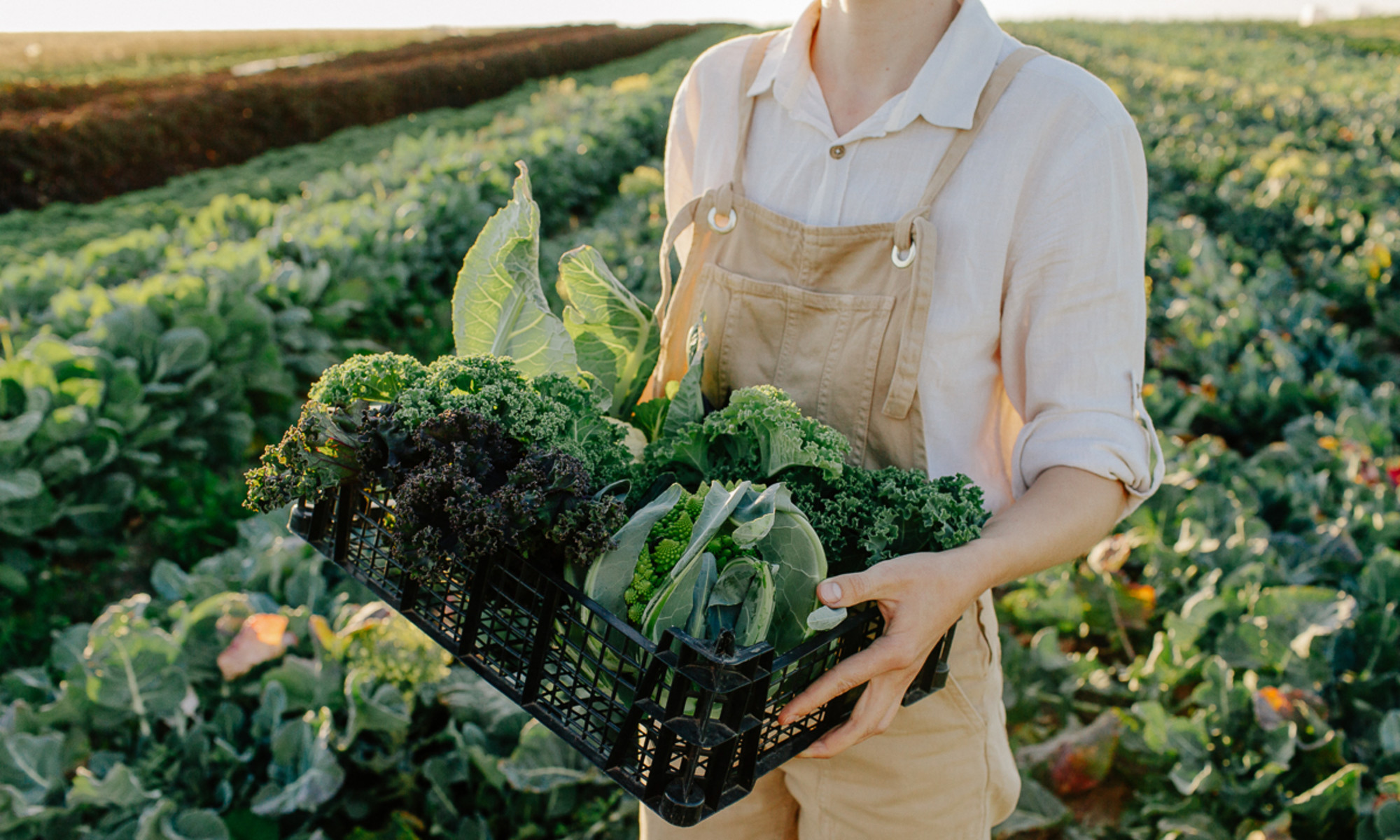 Research Suggests Pesticides May Be Linked To Parkinson's
