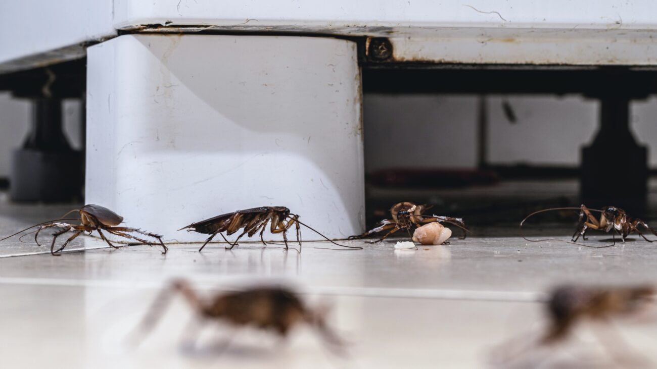 Cockroaches on kitchen floor