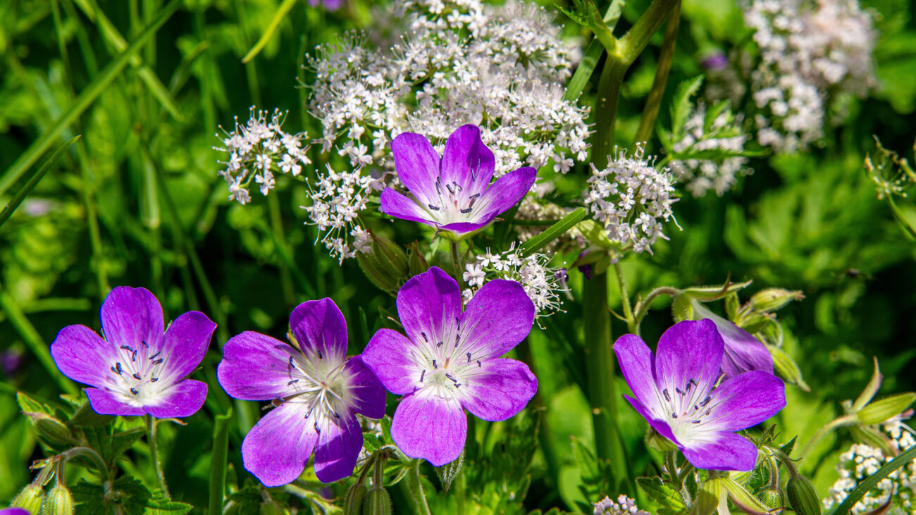Meadow Cranesbill