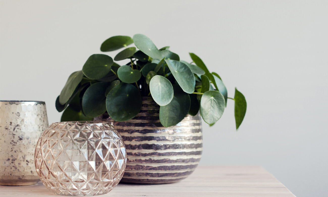 Chinese Money Plant Care: How To Grow, Propagate & More