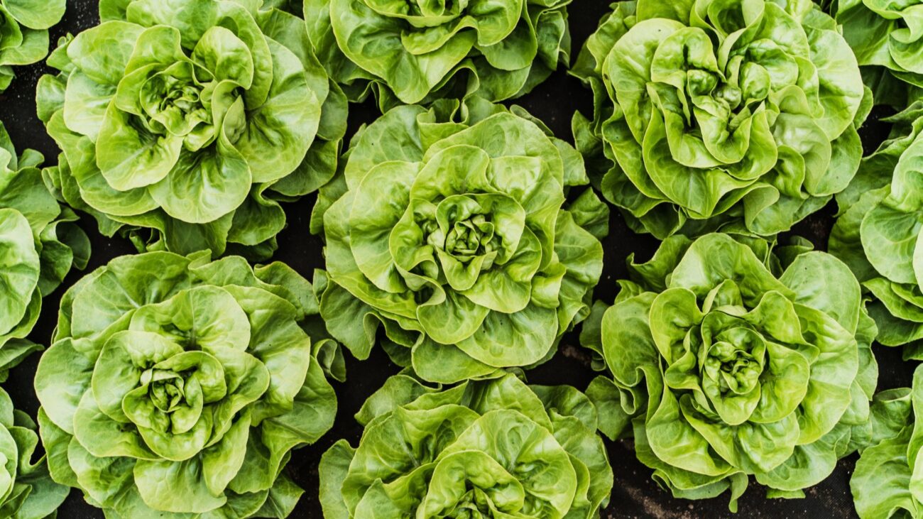 A field of green lettuces growing