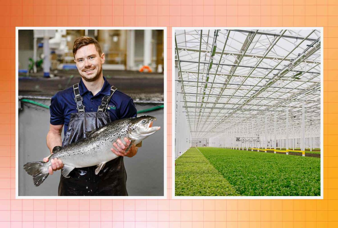 Is Farmed Salmon a Good Alternative to Wild-Caught Salmon?