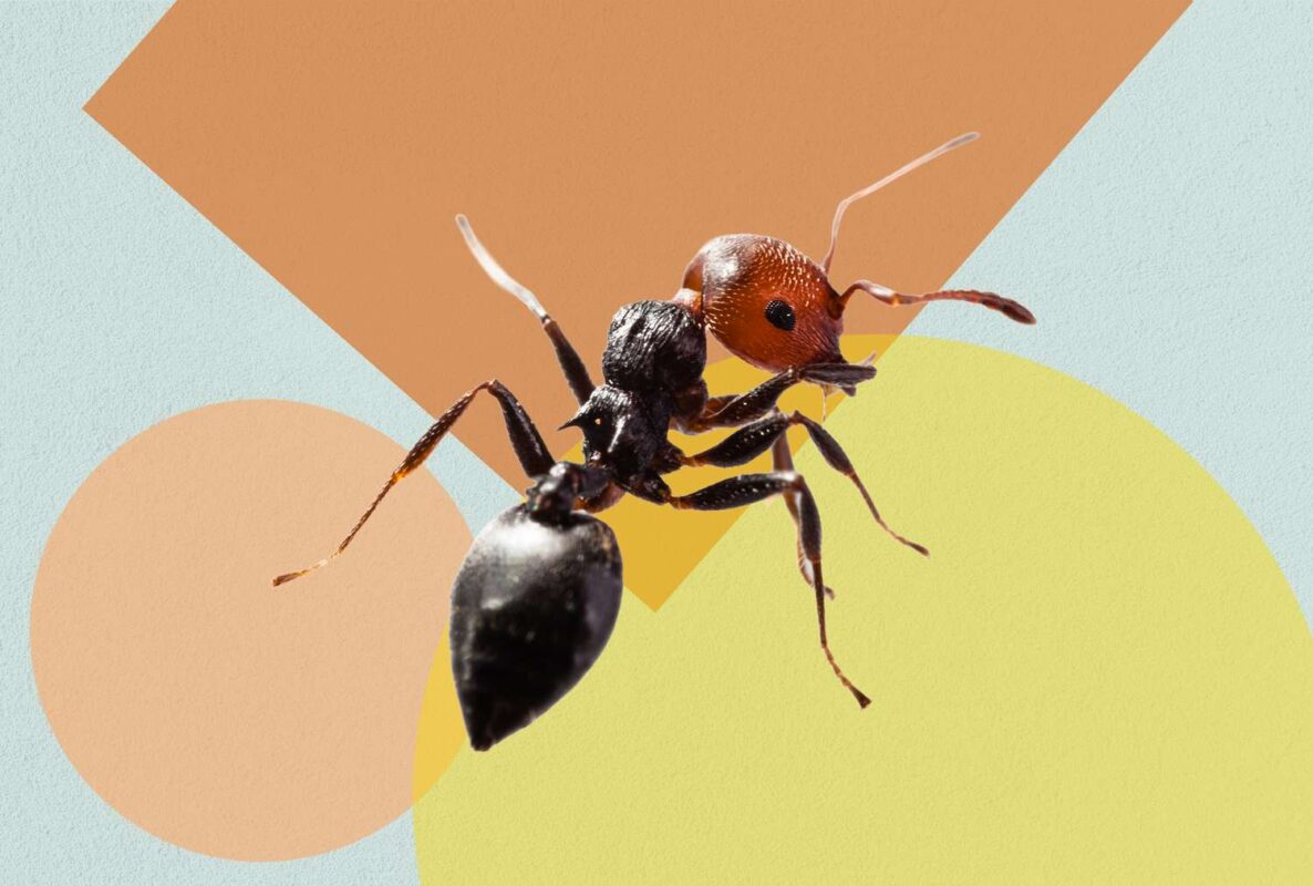 The #1 Way to Get Rid of Ants in Your Kitchen