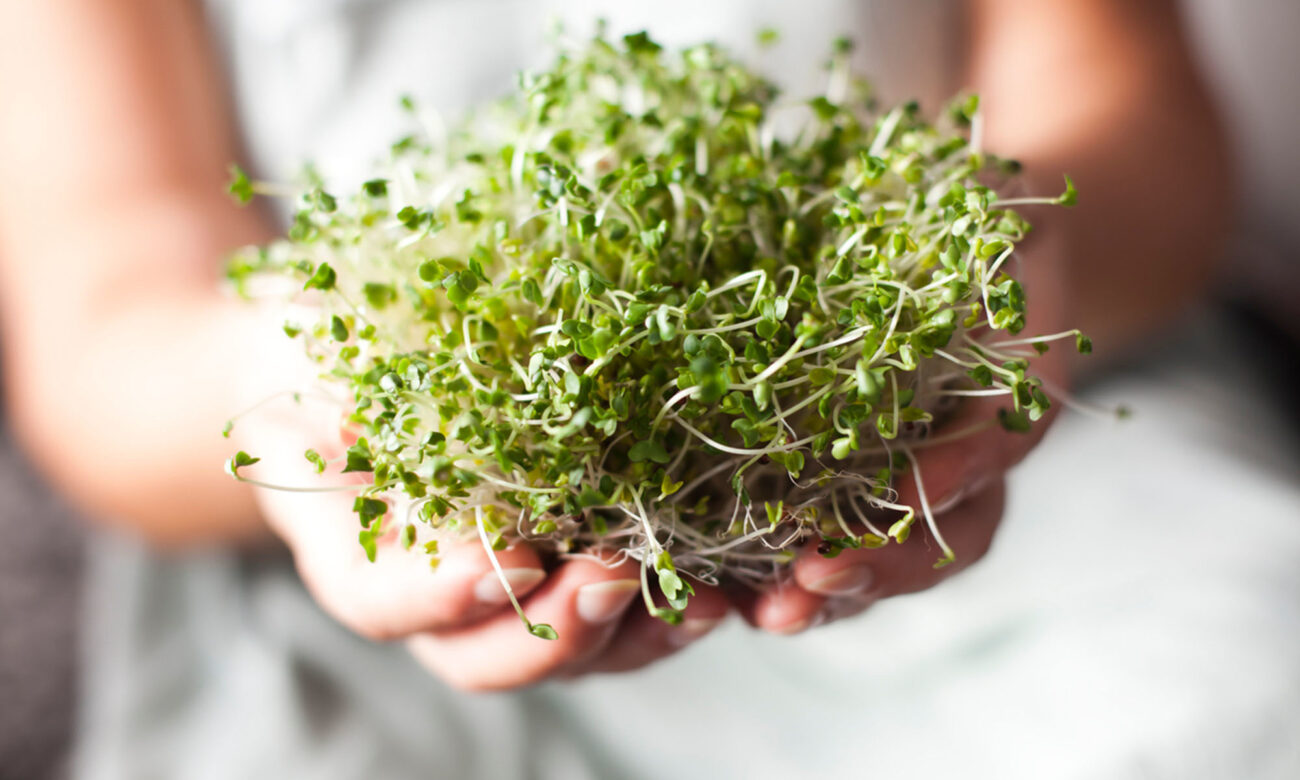 Why Broccoli Sprouts Support Brain Health + How To Eat Them
