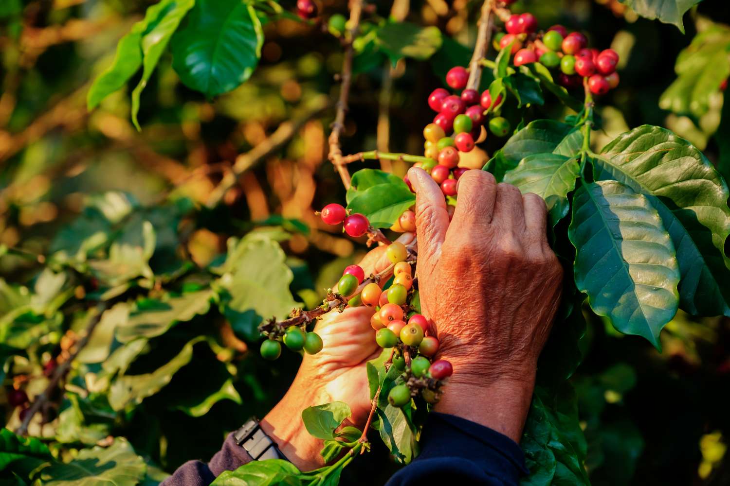 Why Your Morning Coffee Costs More and What You Can Do