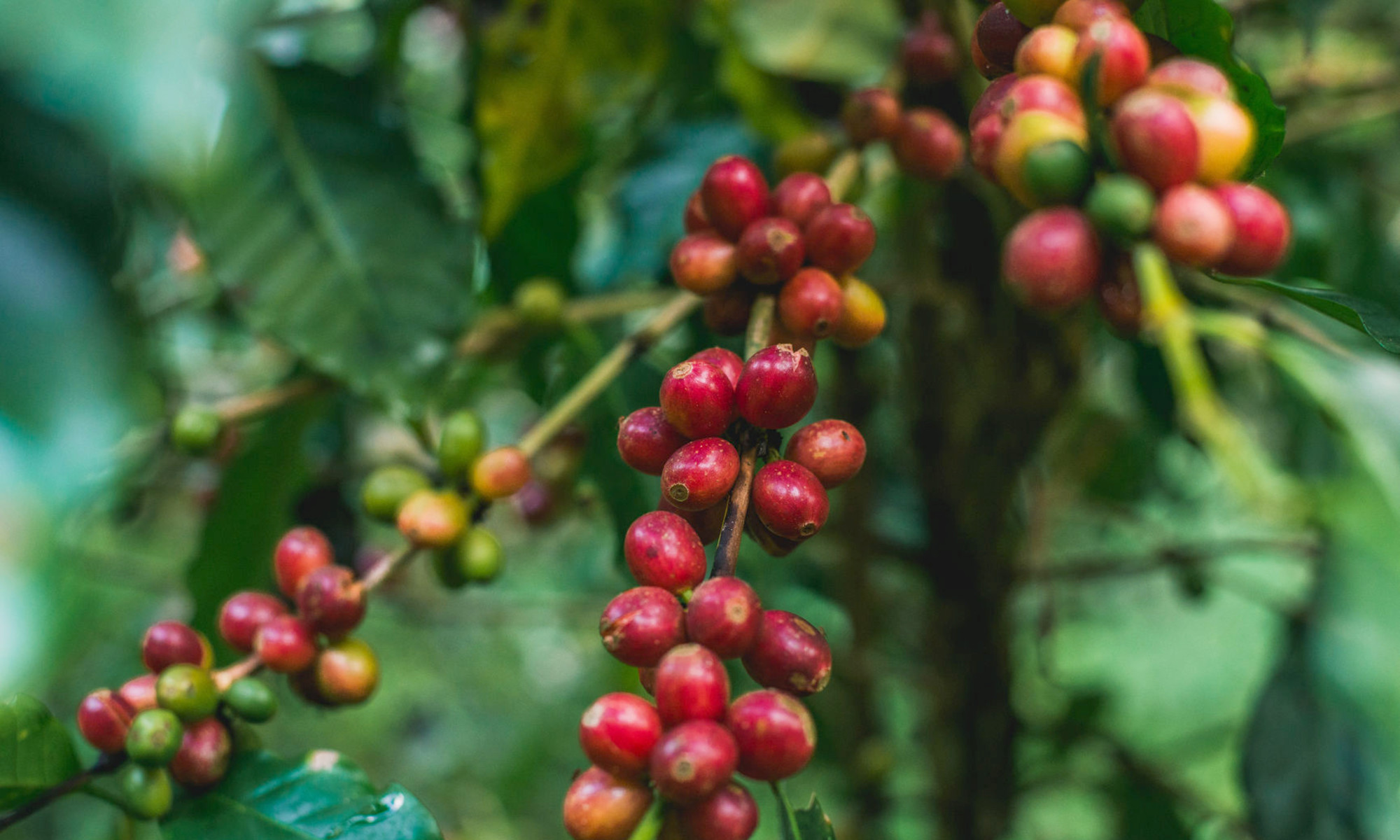 Coffee Cherry (Coffee Fruit): Health Benefits, Taste & Facts