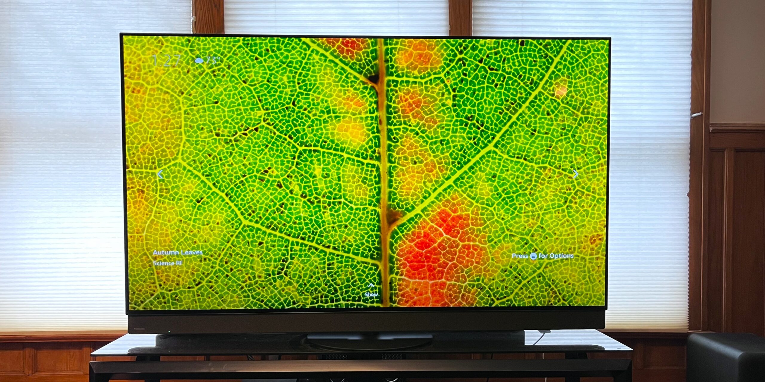 panasonci z95b showing image of leaf onscreen