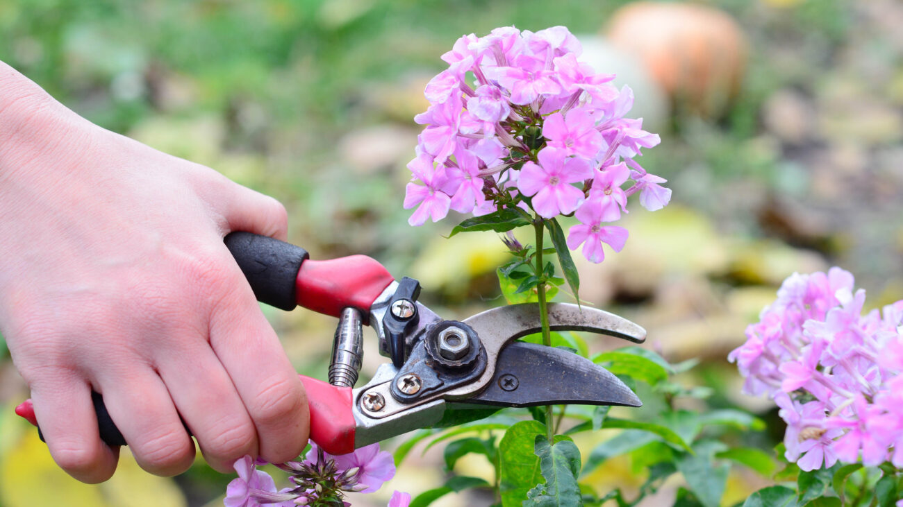 Deadheading a phlox paniculata with pruning shears