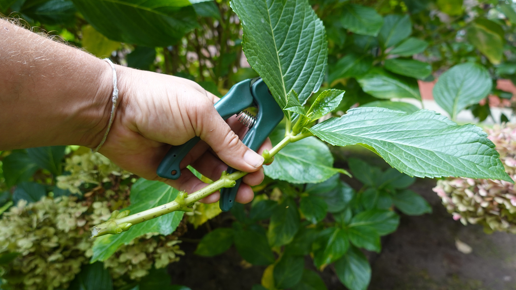 Taking a hydrangea cutting