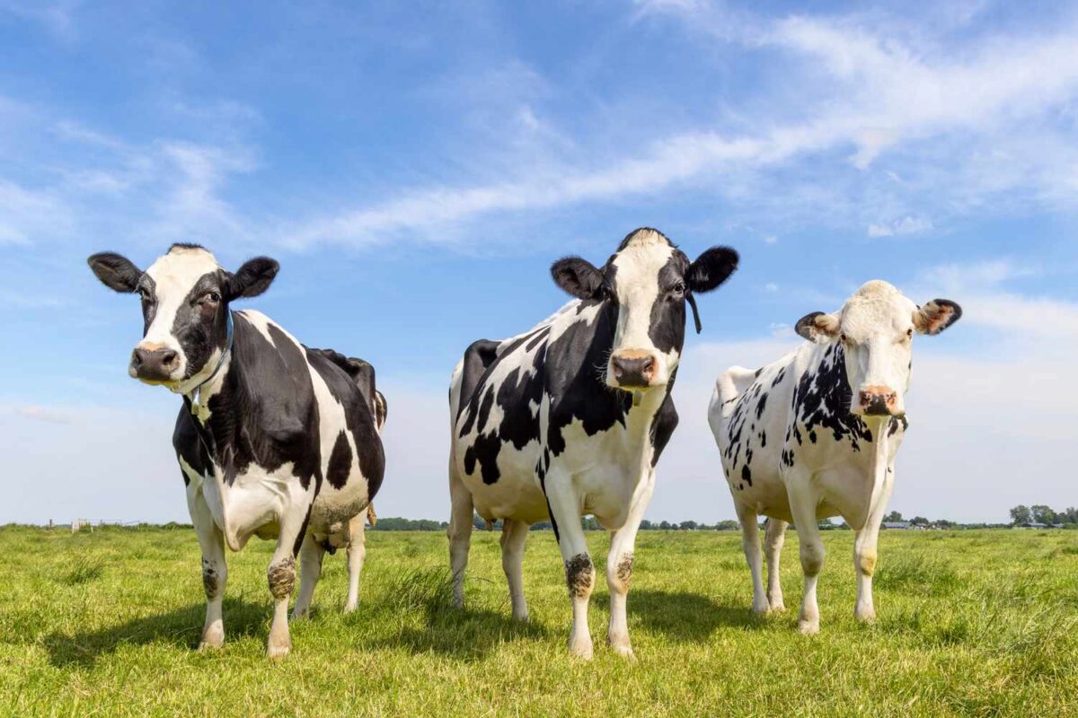 The Health and Environmental Benefits of Seaweed